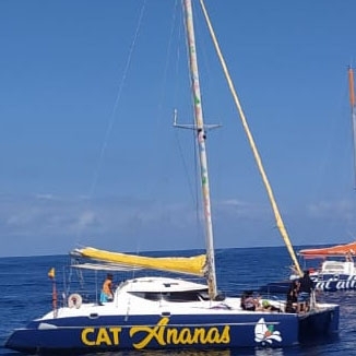 CAT Ananas