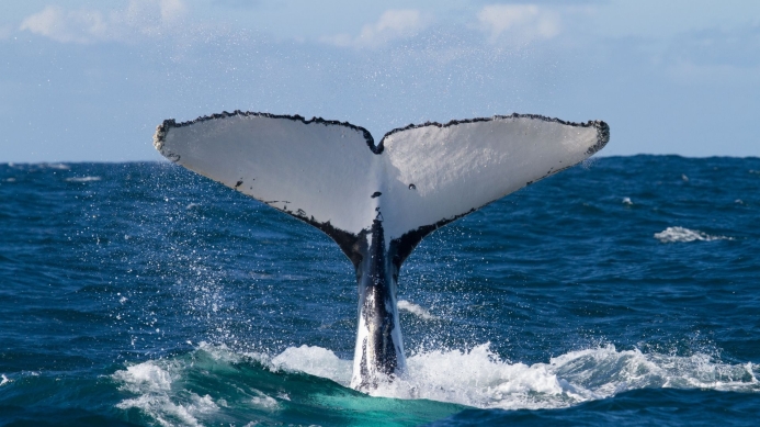 La saison des baleines à La Réunion